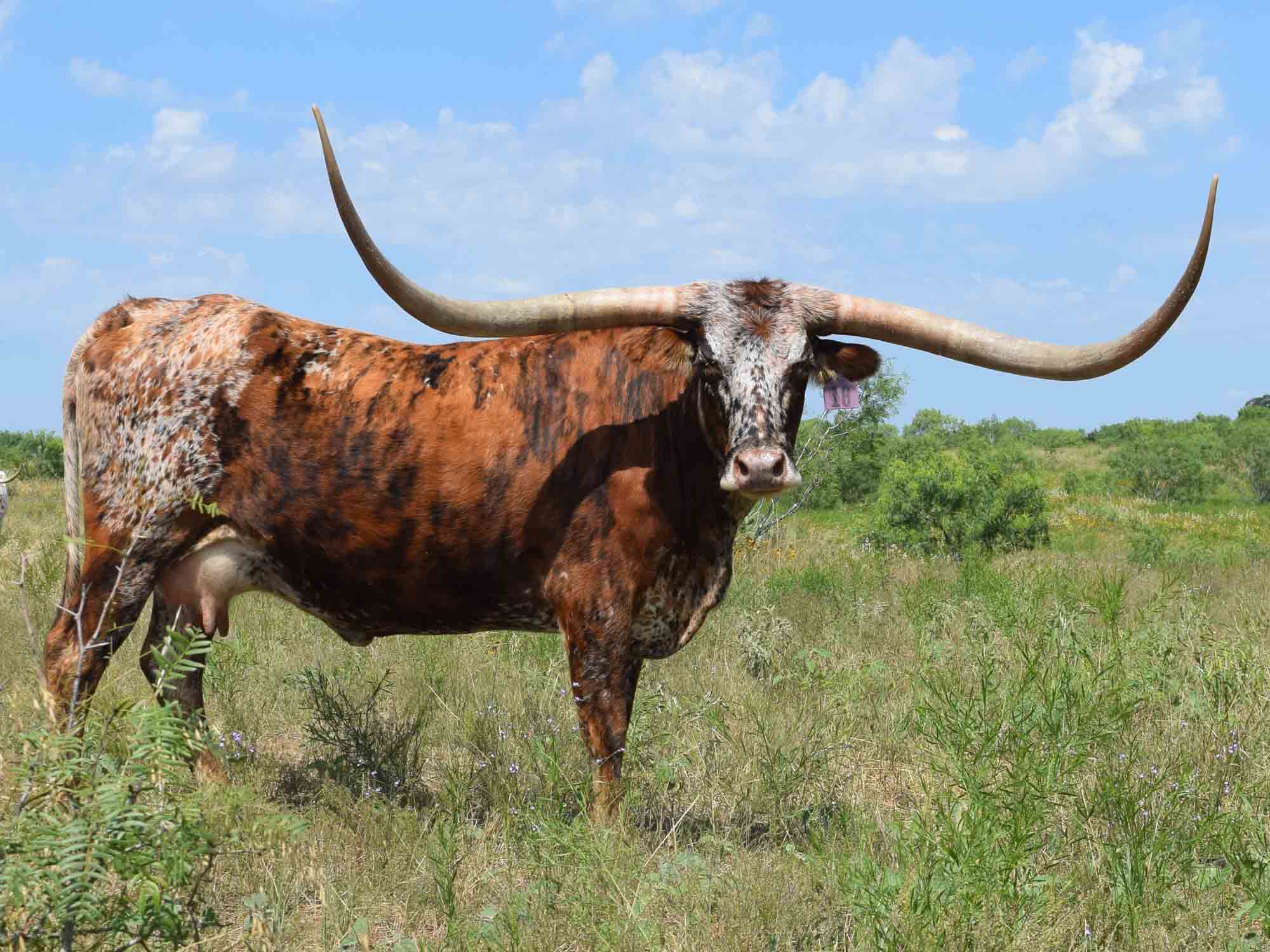 Rocking O Longhorns Texas Longhorn package deals and starter herds
